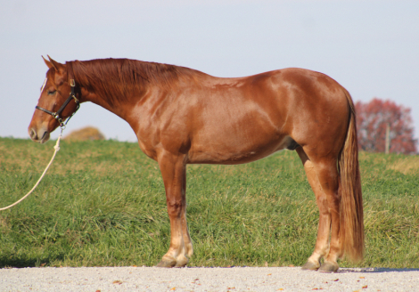 HorseID: 2310872 Leading Rein's Donte - PhotoID: 1095588