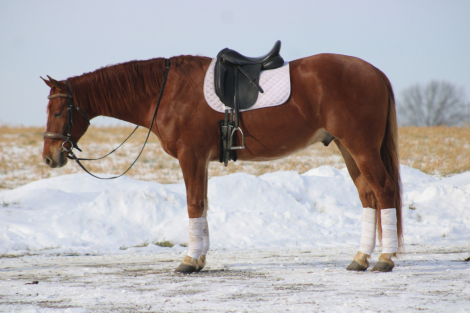 HorseID: 2310872 Leading Rein's Donte - PhotoID: 1095589