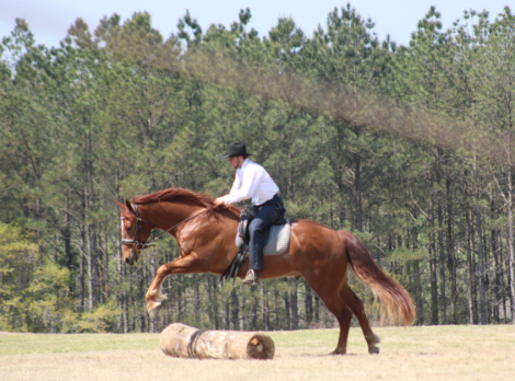 HorseID: 2310872 Leading Rein's Donte - PhotoID: 1095591