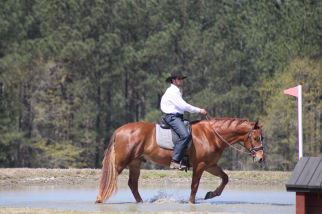 HorseID: 2310872 Leading Rein's Donte - PhotoID: 1095592
