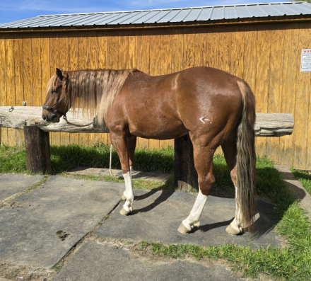 HorseID: 2310875 Jags Little Kricket - PhotoID: 1095593