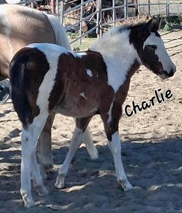 HorseID: 2310876 Charlie's Angel of Misty's Surprise - PhotoID: 1095594