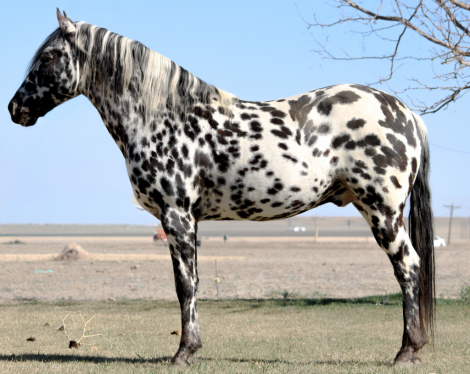 HorseID: 2310877 RLF MIDNITE STORM - PhotoID: 1095596