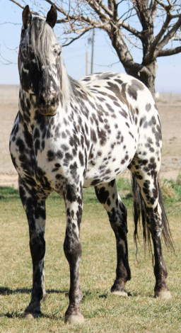 HorseID: 2310877 RLF MIDNITE STORM - PhotoID: 1095597