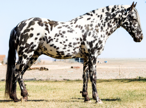 HorseID: 2310877 RLF MIDNITE STORM - PhotoID: 1095598