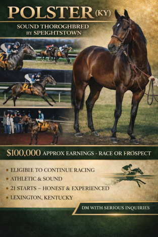 HorseID: 2310878 Polster - (Multiple Offers Received -deadline 4/2) - PhotoID: 1095595