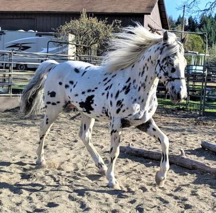 HorseID: 2193881 Ace's Flashy Cut - PhotoID: 1073028