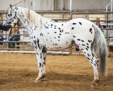 HorseID: 2193881 Ace's Flashy Cut - PhotoID: 1073030