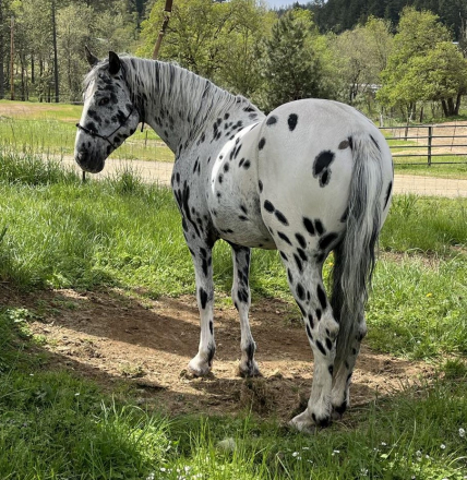 HorseID: 2193881 Ace's Flashy Cut - PhotoID: 1073031