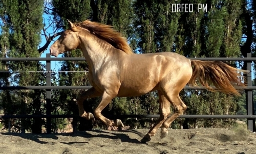 HorseID: 2222753 Orfeo PM - PhotoID: 979343