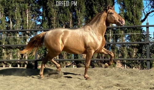 HorseID: 2222753 Orfeo PM - PhotoID: 979344