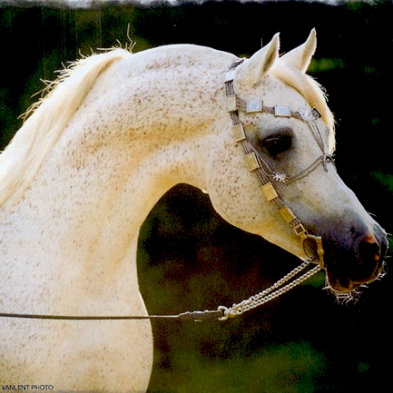 HorseID: 2231186 Estopa Crystal Bell - PhotoID: 1001916