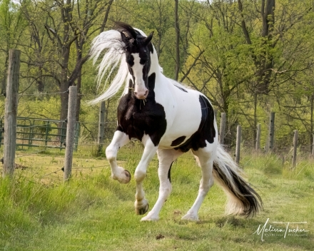 HorseID: 2241403 Emiel BP57 Sport - PhotoID: 1002051