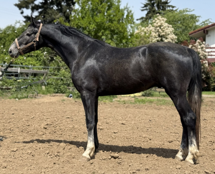 HorseID: 2242699 Supernatural - PhotoID: 1078035