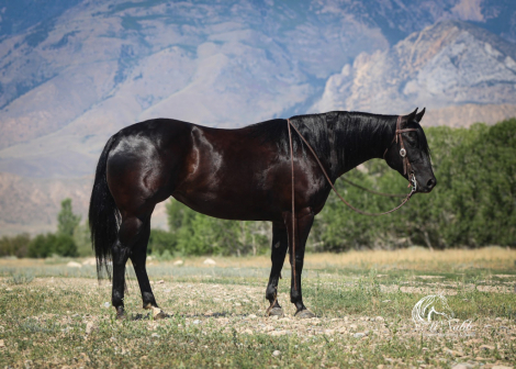 HorseID: 2246616 Rome - PhotoID: 1036978