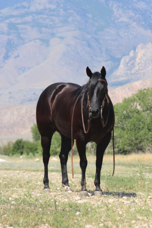HorseID: 2246616 Rome - PhotoID: 1036979