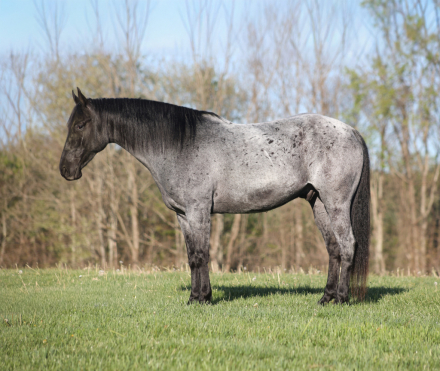 HorseID: 2246724 Huck Finn - PhotoID: 1028751
