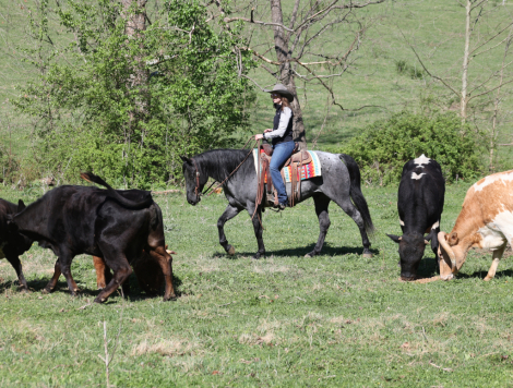 HorseID: 2246724 Huck Finn - PhotoID: 1095031