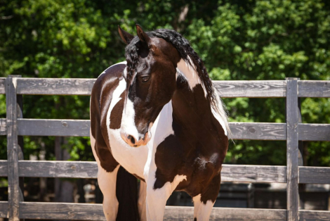 HorseID: 2246726 Emperor - PhotoID: 1045893