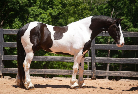 HorseID: 2246726 Emperor - PhotoID: 1045894