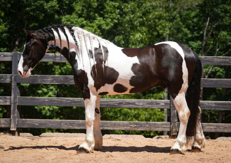 HorseID: 2246726 Emperor - PhotoID: 1045895