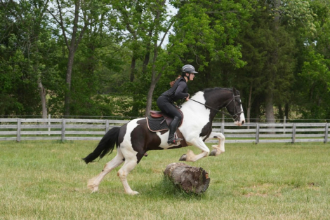 HorseID: 2246726 Emperor - PhotoID: 1076466
