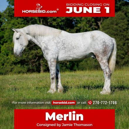 HorseID: 2246739 Merlin - PhotoID: 1045904