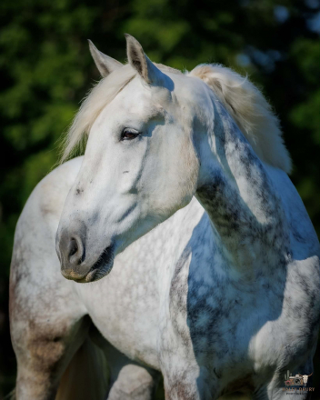 HorseID: 2246739 Merlin - PhotoID: 1045905