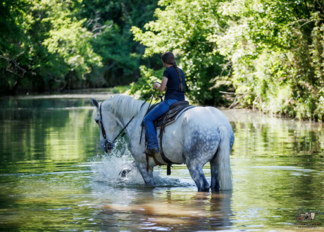 HorseID: 2246739 Merlin - PhotoID: 1045906