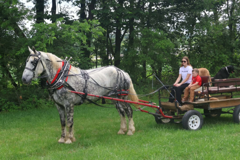 HorseID: 2246739 Merlin - PhotoID: 1045907