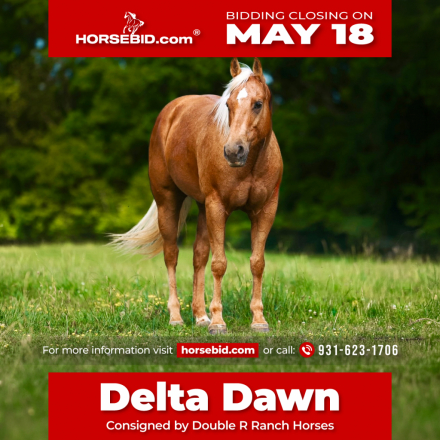 HorseID: 2246741 Charming Firefly ID - PhotoID: 1028746