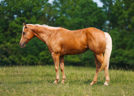 HorseID: 2246741 Charming Firefly ID - PhotoID: 1028747