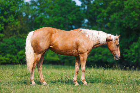 HorseID: 2246741 Charming Firefly ID - PhotoID: 1028748