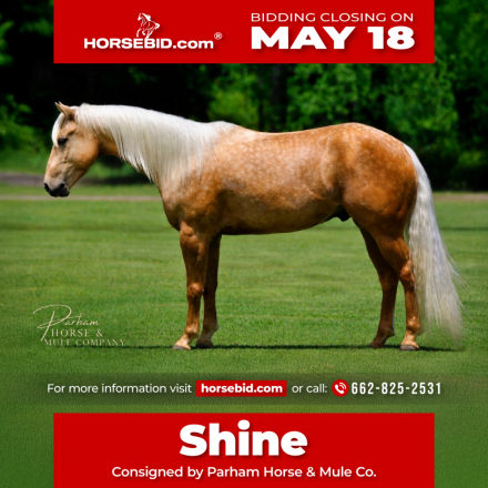 HorseID: 2247445 SHINY JULES - PhotoID: 1042257