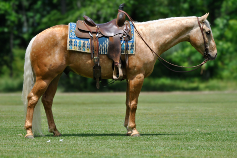 HorseID: 2247445 SHINY JULES - PhotoID: 1045871
