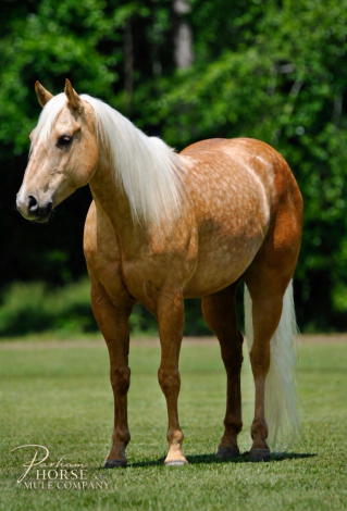 HorseID: 2247445 SHINY JULES - PhotoID: 1068830