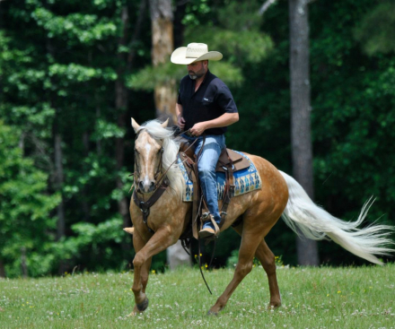HorseID: 2247445 SHINY JULES - PhotoID: 1068831