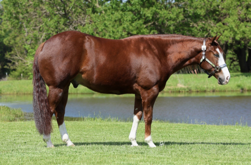 HorseID: 2247446 Infernomischief - PhotoID: 1042234
