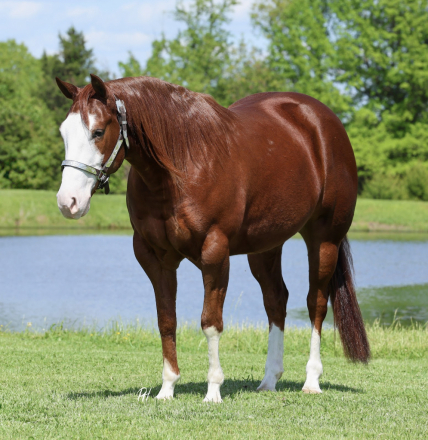 HorseID: 2247446 Infernomischief - PhotoID: 1042235