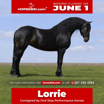 HorseID: 2247450 MFF Lorrie - PhotoID: 1033506