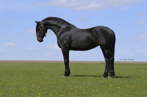 HorseID: 2247450 MFF Lorrie - PhotoID: 1033507