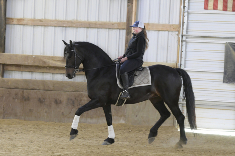 HorseID: 2247450 MFF Lorrie - PhotoID: 1033508
