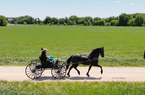 HorseID: 2247450 MFF Lorrie - PhotoID: 1033509