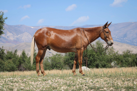 HorseID: 2247451 Marshall - PhotoID: 1033502