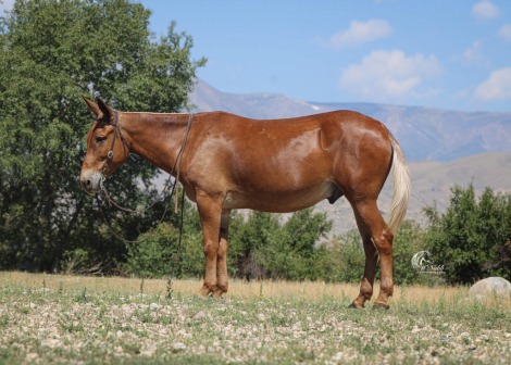 HorseID: 2247451 Marshall - PhotoID: 1045924