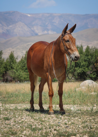HorseID: 2247451 Marshall - PhotoID: 1045925