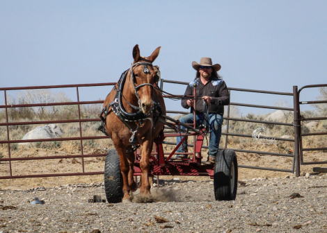 HorseID: 2247451 Marshall - PhotoID: 1045926