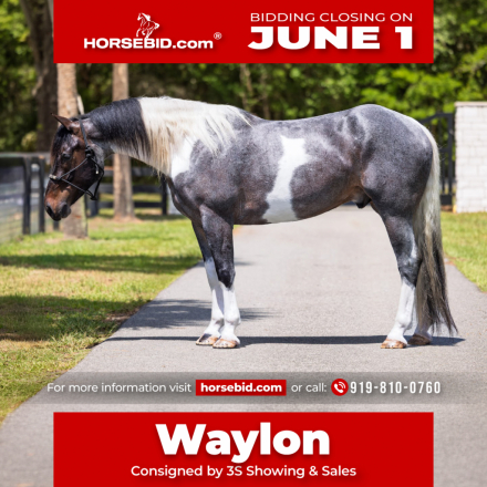 HorseID: 2247452 Waylon - PhotoID: 1028000