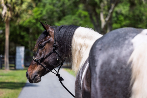 HorseID: 2247452 Waylon - PhotoID: 1028001