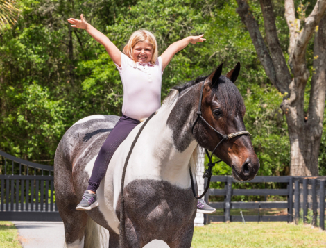 HorseID: 2247452 Waylon - PhotoID: 1028002